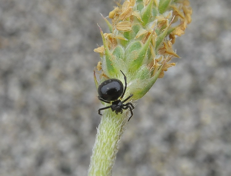 Piccolo ragno nero dalla Corsica: Euryopis sp.